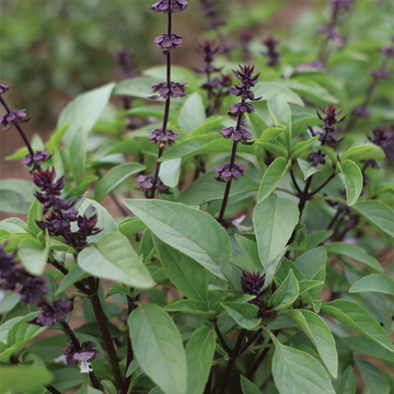 Sweet Thai Basil Plant
