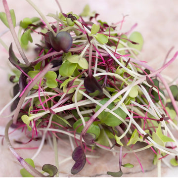 Rainbow Mix Microgreens